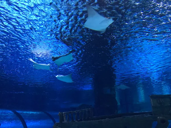 manta ray, sting ray, electric ray is moving in the big tank in kaiyukan aquarium at japan.