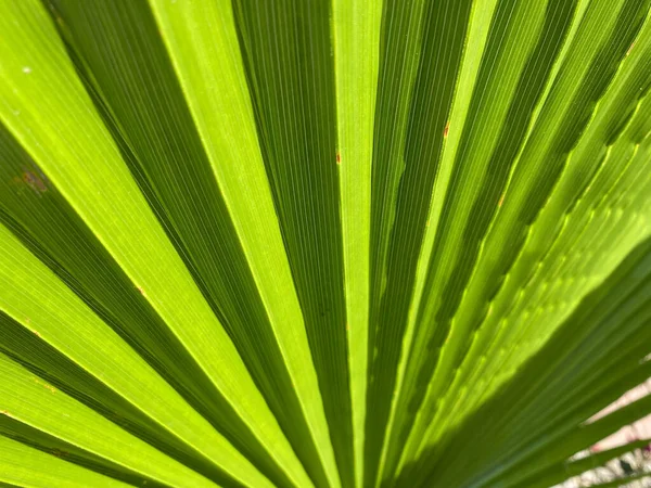 绿色脚凳棕榈叶 阳光穿过它 Banner — 图库照片