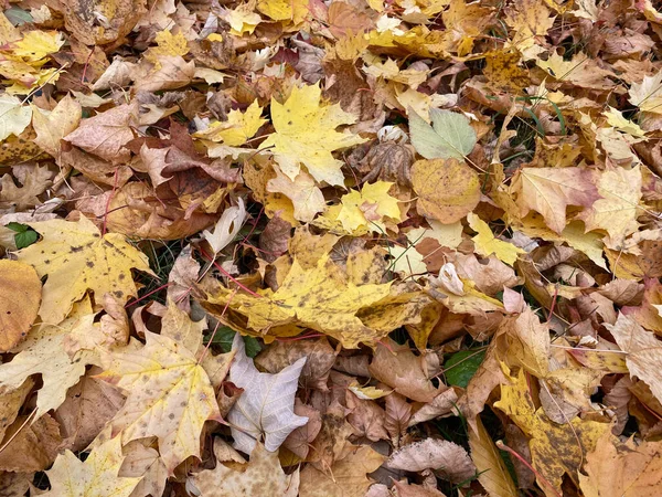 Πολύχρωμο Και Φωτεινό Φόντο Από Πεσμένα Φύλλα Του Φθινοπώρου — Φωτογραφία Αρχείου