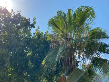 green fluffy palm trees against the sky, copy space.