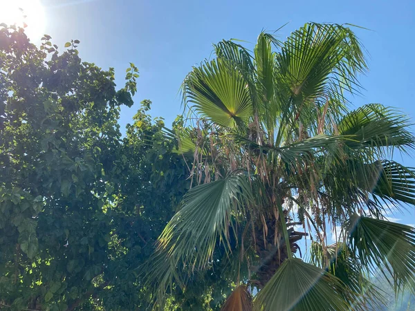 Green Fluffy Palm Trees Sky Copy Space — Stock fotografie