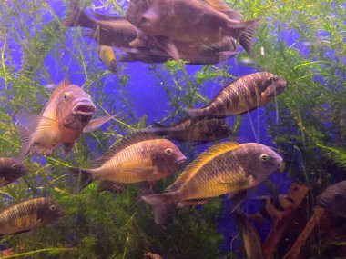 Su altı cenneti arka planı - mercan resifi yaban hayatı kolajı deniz kaplumbağası ve renkli balık arkaplanı.