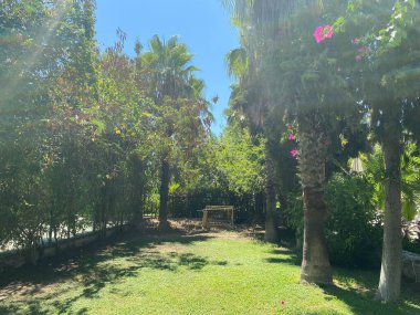 Meksika sahillerinde palmiye ağaçları ile çevrili golf sahası.