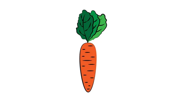 Морковь Белом Фоне Векторная Иллюстрация Яркий Оранжевый Длинная Морковь Пышным — стоковый вектор