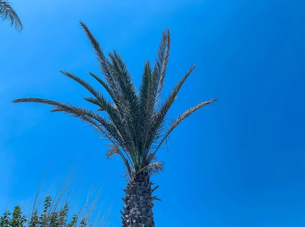 Palmboom Tegen Een Blauwe Heldere Hemel Een Groene Plant Met — Stockfoto