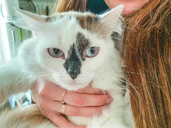 Gato Branco Com Olhos Azuis Nariz Preto Nas Mãos Uma — Fotografia de Stock