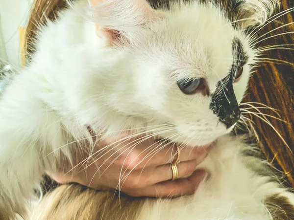 Eine Weiße Katze Mit Blauen Augen Und Einer Schwarzen Nase — Stockfoto