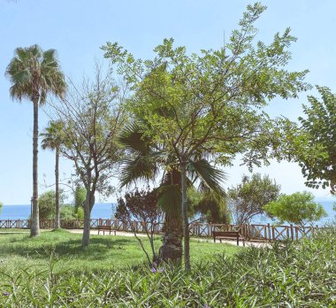 Büyük yeşil ağaçları olan bir park. Tropik yeşil orman. Kalabalık bir yerde yüksek bitkiler. Sıcak bir ülkede güneş koruması.