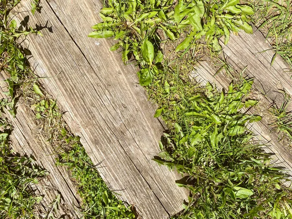 階段は古い時代の草で覆われています 古い家雑草の後ろに隠された道 野生植物は木の板を通して — ストック写真