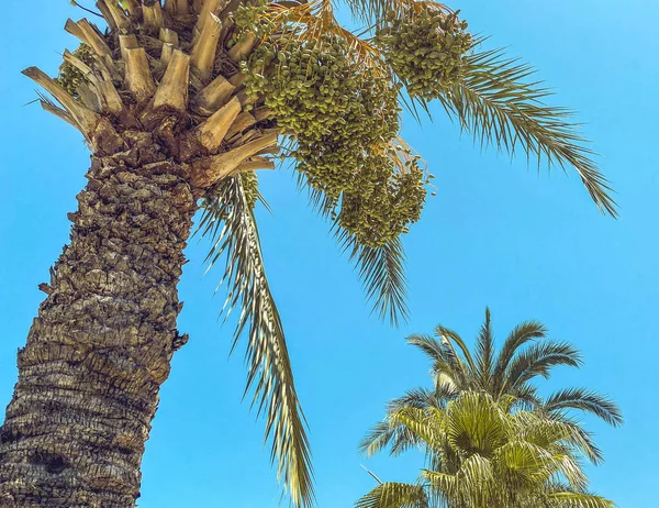 Een Palmboom Met Groene Bladeren Een Bruine Stengel Stevig Volumineus — Stockfoto