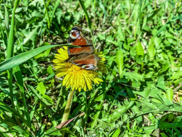 Bloemenweide Natuur Gele Heldere Paardebloem Groen Gras Een Kleine Vlinder — Stockfoto