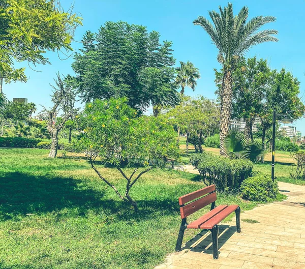 Park Big Green Trees Tropical Green Forest Cozy Wooden Bench — Stock Photo, Image