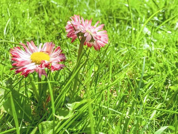 Rosafarbene Gänseblümchen Mit Gelber Mitte Auf Dem Feld Niedliche Hausblumen — Stockfoto