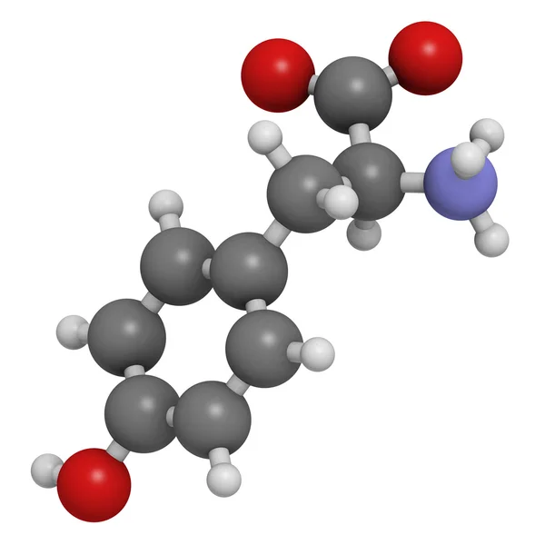 Tyrosine (Tyr, Y) amino acid, molecular model.