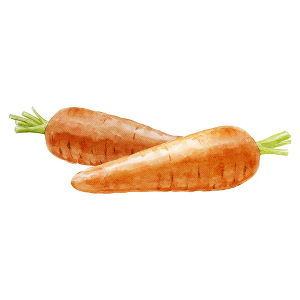 Organic Farmer Carrot Watercolor Illustration Isolated — Stock Photo, Image