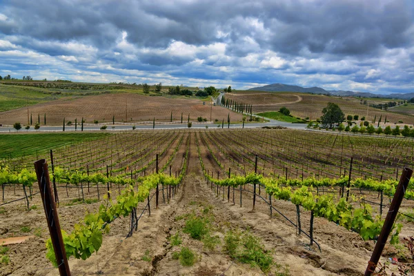 Виноградники Темекула в San Diego півночі графства — стокове фото