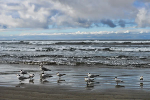 Seagulls on the beach — Stock Photo, Image