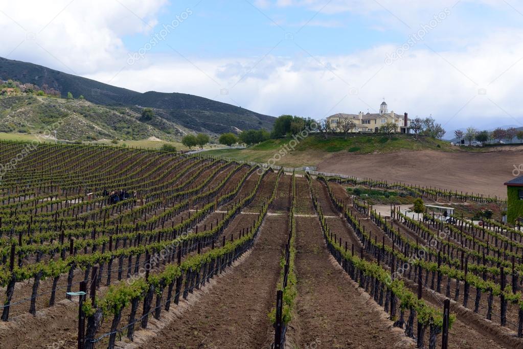 Vineyards of Temecula in North County San Diego
