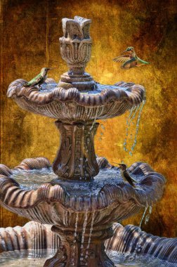 sinek kuşlarının birdbath at