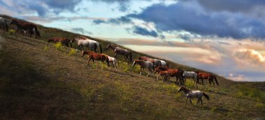 Amerikan vahşi mustang atlar