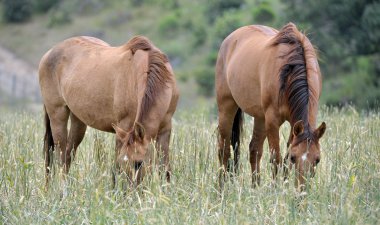American wild mustang horses clipart