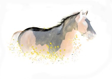 Amerikan vahşi mustang atlar