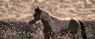 Yalnız hardal bitkilerde