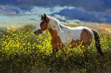 Yalnız hardal bitkilerde