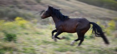 Amerikan vahşi mustang atlar