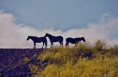 American wild mustang horses clipart