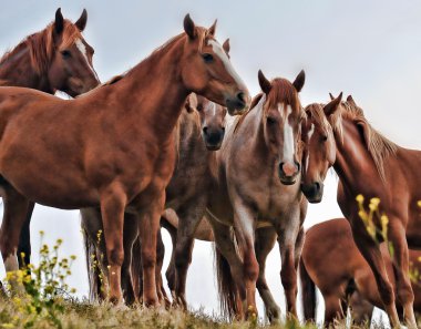 Amerikan vahşi mustang atlar