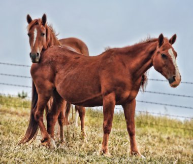 Amerikan vahşi mustang atlar