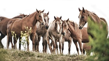 Amerikan vahşi mustang atlar