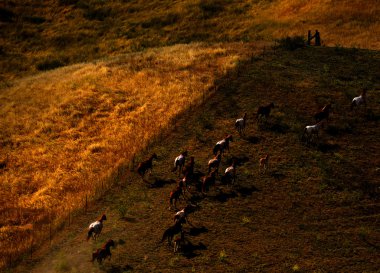 Amerikan vahşi mustang atlar