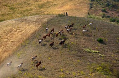 Amerikan vahşi mustang atlar