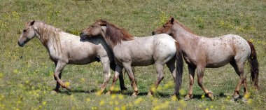 Amerikan vahşi mustang atlar