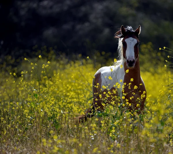 Amerikan vahşi mustang atlar — Stok fotoğraf