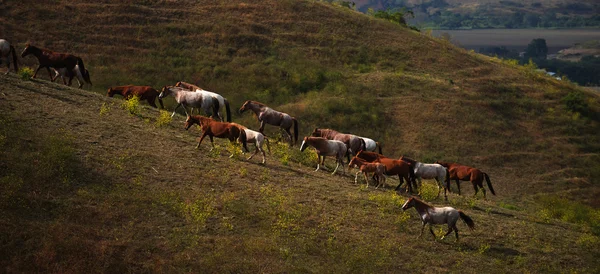 Cavalos mustang selvagens americanos — Fotografia de Stock