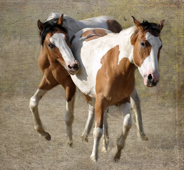 Amerikanska vild mustang hästar — Stockfoto