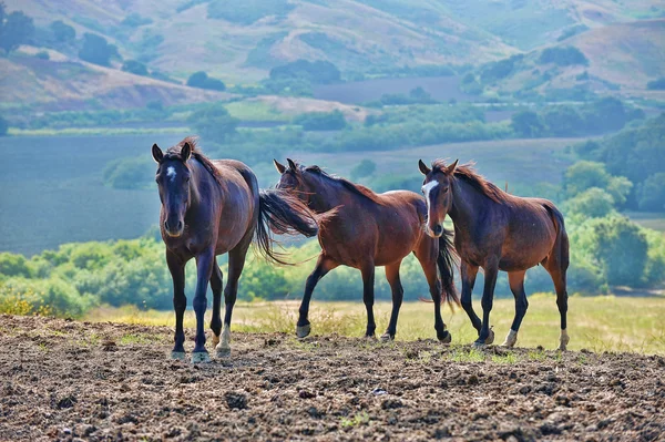 Αμερικανική mustang άγρια άλογα — Φωτογραφία Αρχείου