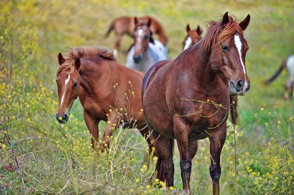 Vilda hästar — Stockfoto