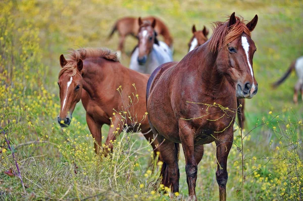 Cavalos selvagens — Fotografia de Stock