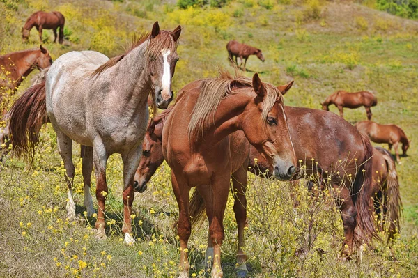 Cavalos mustang selvagens americanos — Fotografia de Stock