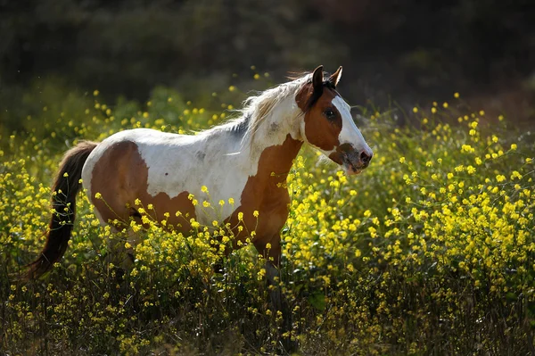 Cavalos mustang selvagens americanos — Fotografia de Stock