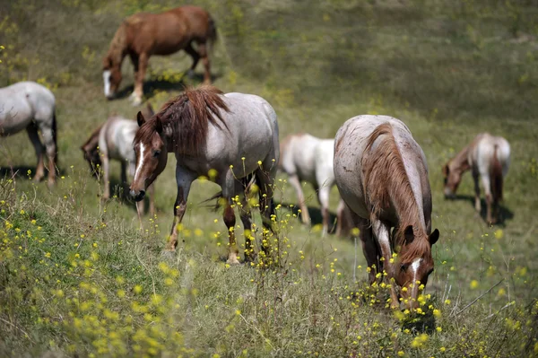 Amerikaanse wilde mustang paarden — Stockfoto