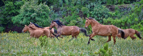 Crossing the fields — Stock Photo, Image