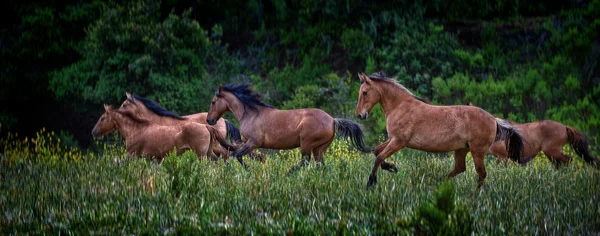 Crossing the fields — Stock Photo, Image