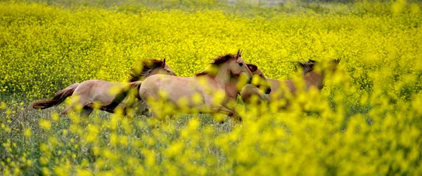 Amerikan vahşi mustang atlar — Stok fotoğraf
