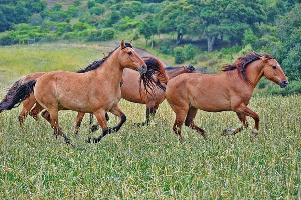 Amerikanische wilde Mustang Pferde — Stockfoto