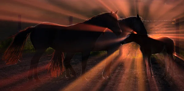 アメリカの野生のムスタングの馬 — ストック写真